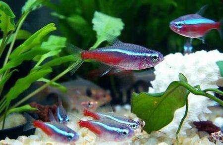 鱼缸内养鱼有什么窍门，鱼缸养鱼的技巧（教给新手养鱼不死的几个小妙招）