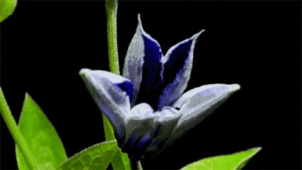 送花祝福语，生孩子送花祝福语（祝你一世幸福安康）