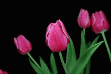 送花祝福语，生孩子送花祝福语（祝你一世幸福安康）