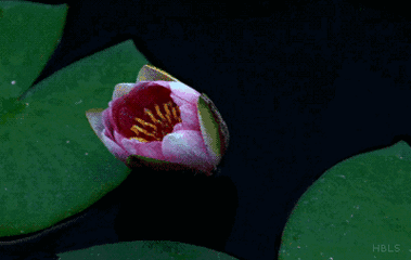 送花祝福语，生孩子送花祝福语（祝你一世幸福安康）