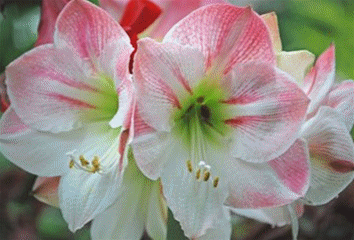 送花祝福语，生孩子送花祝福语（祝你一世幸福安康）
