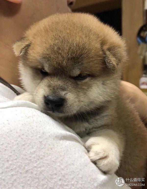 柴犬怎么挑选幼犬，怎样挑选柴犬幼犬（如何挑选一只称心如意的幼犬）