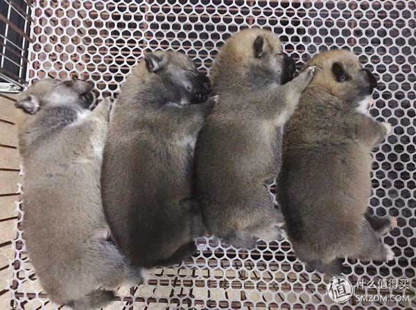 柴犬怎么挑选幼犬，怎样挑选柴犬幼犬（如何挑选一只称心如意的幼犬）