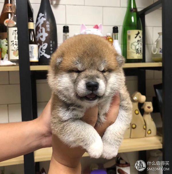 柴犬怎么挑选幼犬，怎样挑选柴犬幼犬（如何挑选一只称心如意的幼犬）