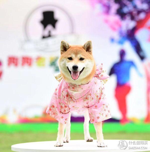 柴犬怎么挑选幼犬，怎样挑选柴犬幼犬（如何挑选一只称心如意的幼犬）