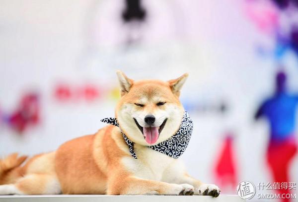 柴犬怎么挑选幼犬，怎样挑选柴犬幼犬（如何挑选一只称心如意的幼犬）