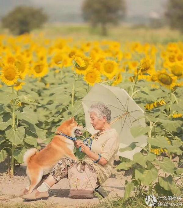 柴犬怎么挑选幼犬，怎样挑选柴犬幼犬（如何挑选一只称心如意的幼犬）