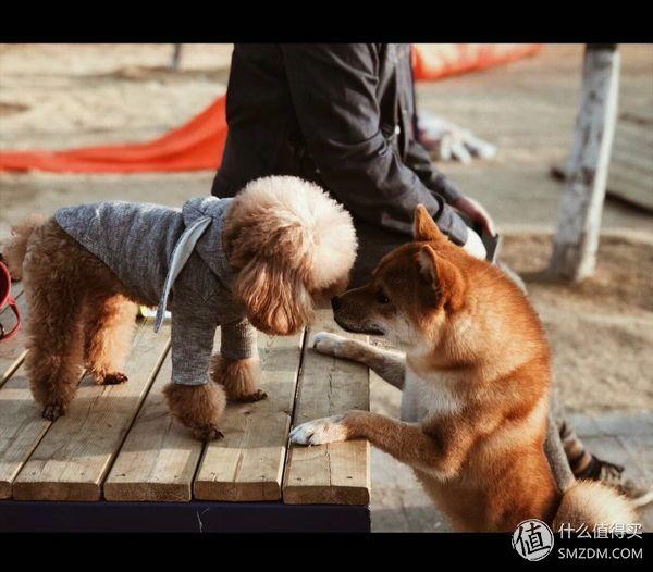 柴犬怎么挑选幼犬，怎样挑选柴犬幼犬（如何挑选一只称心如意的幼犬）