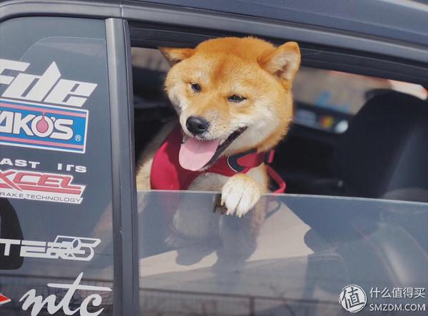 柴犬怎么挑选幼犬，怎样挑选柴犬幼犬（如何挑选一只称心如意的幼犬）