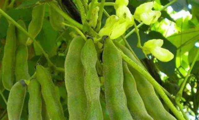 狗儿豆哪种人不能吃，狗可不可以吃豆子（2天前贪吃两颗“狗爪豆”酿大祸）