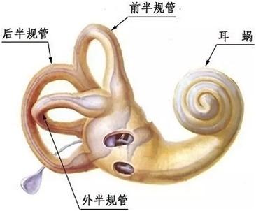 什么是本体感受器，神奇的感觉