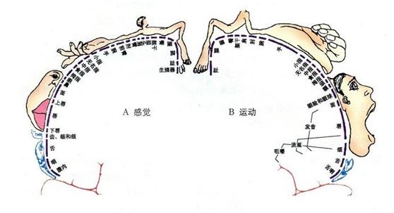 什么是本体感受器，神奇的感觉