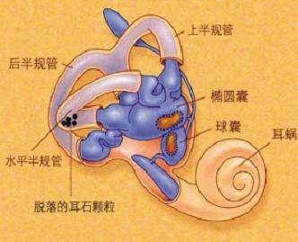 什么是本体感受器，神奇的感觉