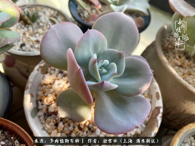 多肉植物图片，感恩相遇，余生相互关照（若绿多肉植物图片）