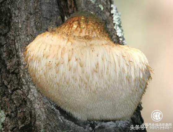 猴头菇产地，猴头菇产地分布（“中国猴头菇之乡”在哪里）