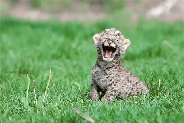 秦岭野生动物园游玩攻略，秦岭野生动物园园内游玩攻略（西安秦岭野生动物园）
