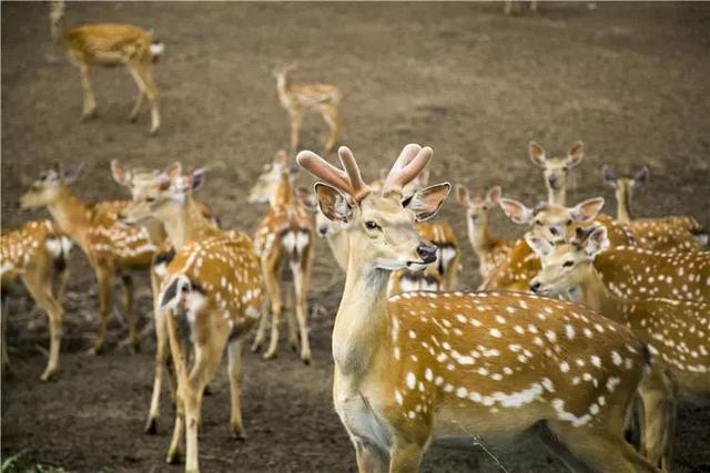 秦岭野生动物园游玩攻略，秦岭野生动物园园内游玩攻略（西安秦岭野生动物园）