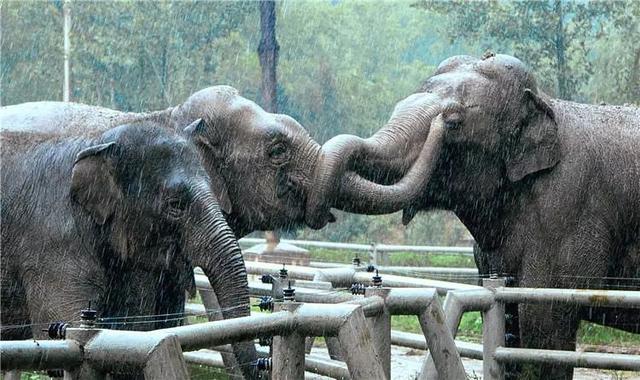 秦岭野生动物园游玩攻略，秦岭野生动物园园内游玩攻略（西安秦岭野生动物园）