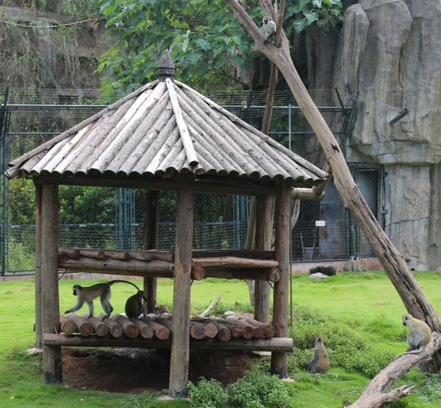 秦岭野生动物园游玩攻略，秦岭野生动物园园内游玩攻略（西安秦岭野生动物园）