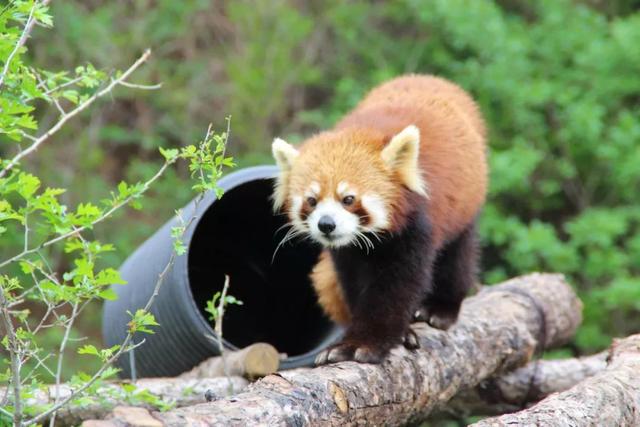 秦岭野生动物园游玩攻略，秦岭野生动物园园内游玩攻略（西安秦岭野生动物园）