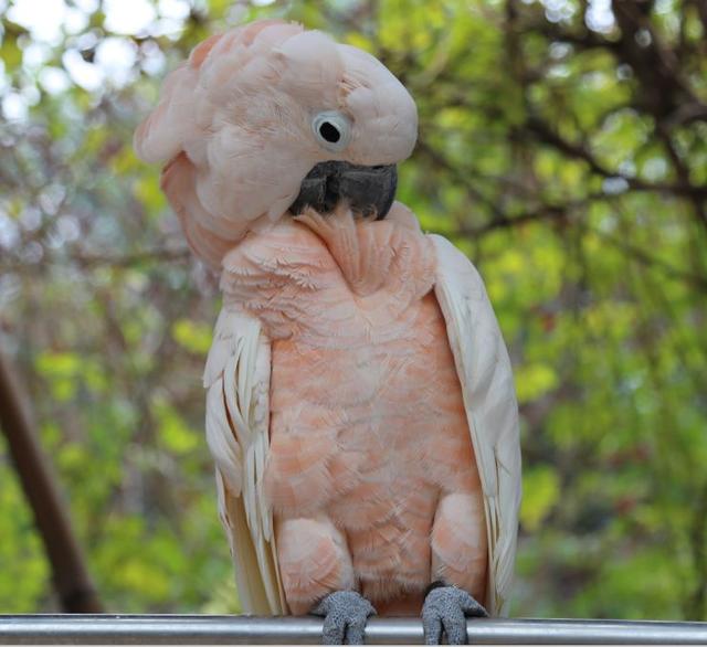 秦岭野生动物园游玩攻略，秦岭野生动物园园内游玩攻略（西安秦岭野生动物园）