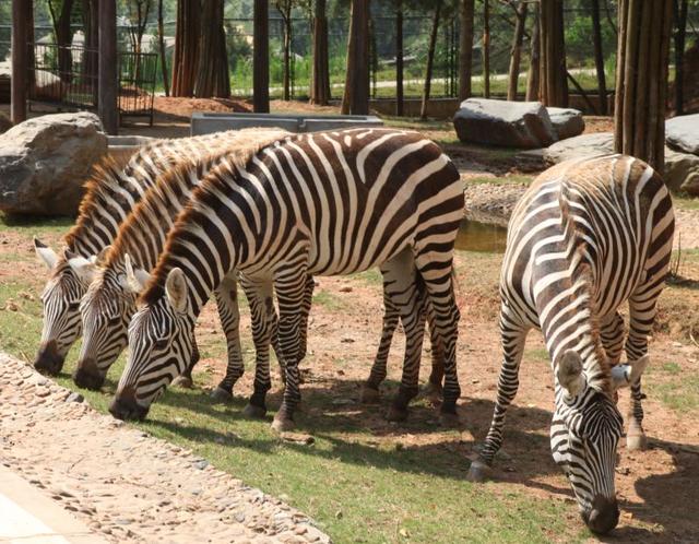 秦岭野生动物园游玩攻略，秦岭野生动物园园内游玩攻略（西安秦岭野生动物园）