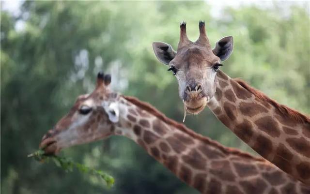秦岭野生动物园游玩攻略，秦岭野生动物园园内游玩攻略（西安秦岭野生动物园）