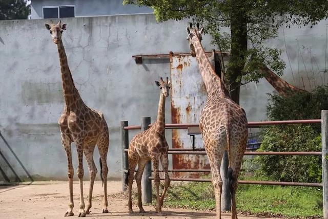 秦岭野生动物园游玩攻略，秦岭野生动物园园内游玩攻略（西安秦岭野生动物园）
