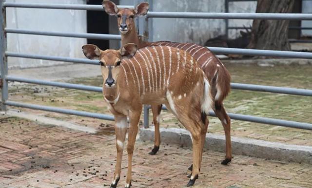 秦岭野生动物园游玩攻略，秦岭野生动物园园内游玩攻略（西安秦岭野生动物园）