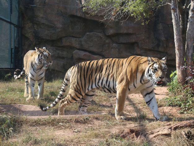 秦岭野生动物园游玩攻略，秦岭野生动物园园内游玩攻略（西安秦岭野生动物园）