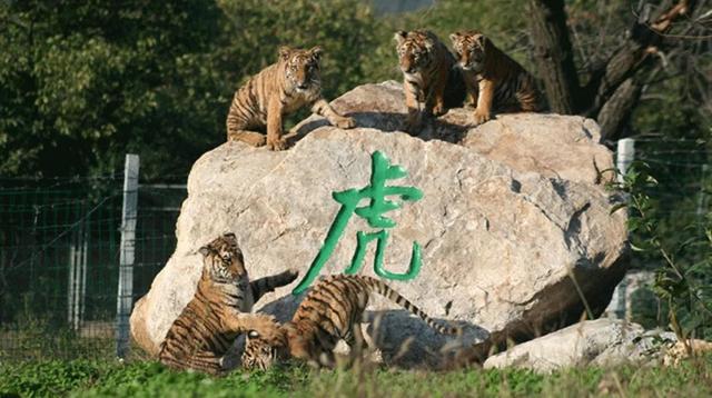 秦岭野生动物园游玩攻略，秦岭野生动物园园内游玩攻略（西安秦岭野生动物园）
