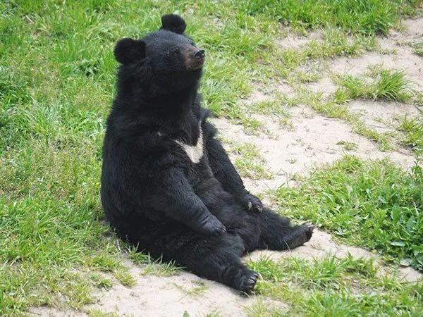 秦岭野生动物园游玩攻略，秦岭野生动物园园内游玩攻略（西安秦岭野生动物园）