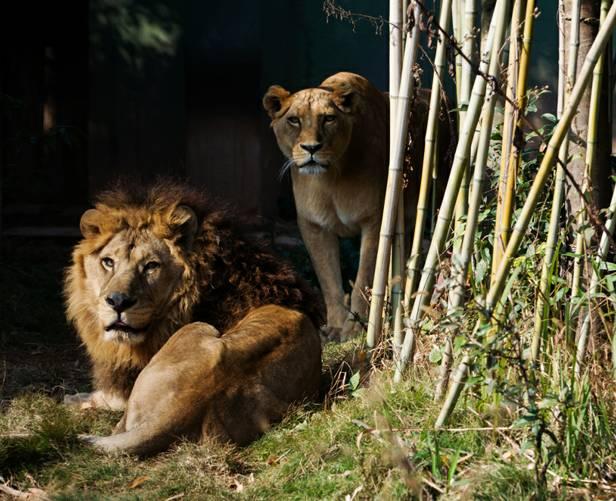 秦岭野生动物园游玩攻略，秦岭野生动物园园内游玩攻略（西安秦岭野生动物园）