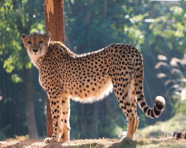 秦岭野生动物园游玩攻略，秦岭野生动物园园内游玩攻略（西安秦岭野生动物园）