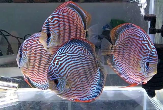 罗汉鱼头洞病治疗方法，罗汉鱼头洞病治疗方法图解（鱼缸里饲养的罗汉鱼为何眼球突出）