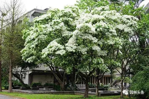 流苏树的栽培养护技术，流苏树怎么育苗（流苏栽培之）