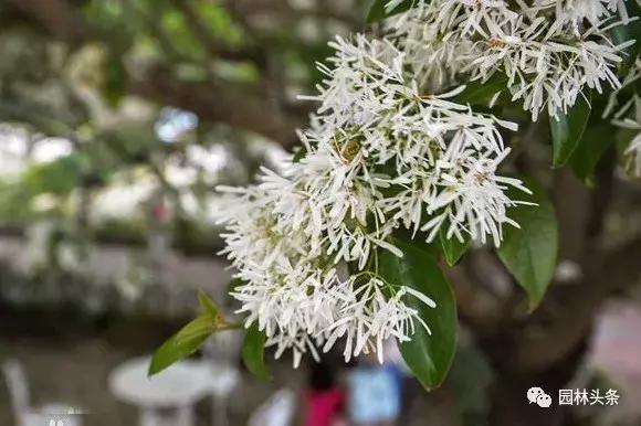 流苏树的栽培养护技术，流苏树怎么育苗（流苏栽培之）