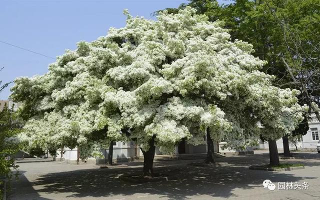 流苏树的栽培养护技术，流苏树怎么育苗（流苏栽培之）