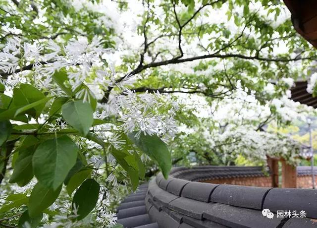 流苏树的栽培养护技术，流苏树怎么育苗（流苏栽培之）