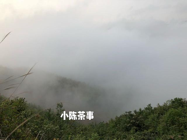 白茶的冲泡法，白茶的正确冲泡方法（图解白茶冲泡三大方式）