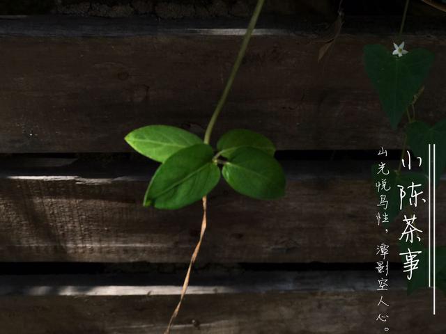 白茶的冲泡法，白茶的正确冲泡方法（图解白茶冲泡三大方式）