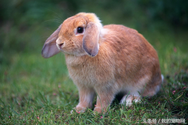 养兔子气温多少度合适，养兔最适合多少温度（家养宠物兔到底怕冷还是怕热）