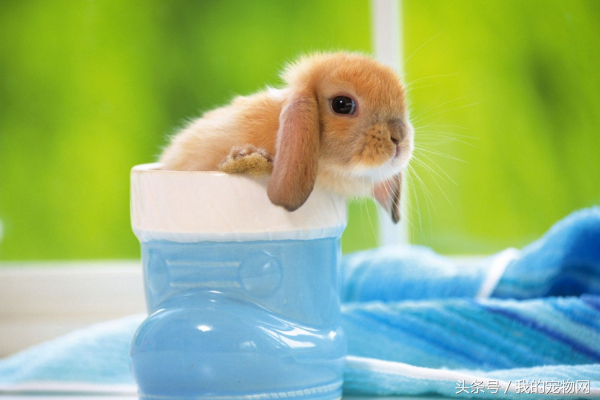 养兔子气温多少度合适，养兔最适合多少温度（家养宠物兔到底怕冷还是怕热）