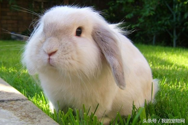 养兔子气温多少度合适，养兔最适合多少温度（家养宠物兔到底怕冷还是怕热）