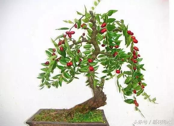 2,盆景素材推荐:株形优美的龙枣树