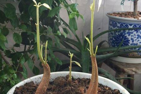 已经取出的榴莲有点生怎么办，榴莲生的已经剥出来了怎么办（催好芽的榴莲核）