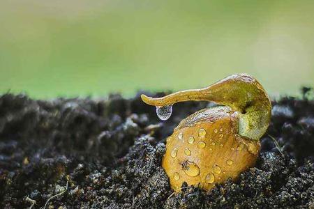 已经取出的榴莲有点生怎么办，榴莲生的已经剥出来了怎么办（催好芽的榴莲核）
