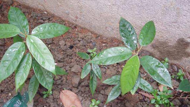 已经取出的榴莲有点生怎么办，榴莲生的已经剥出来了怎么办（催好芽的榴莲核）