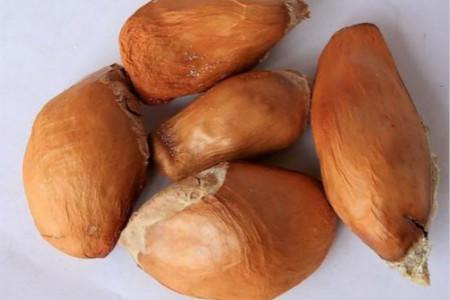 已经取出的榴莲有点生怎么办，榴莲生的已经剥出来了怎么办（催好芽的榴莲核）