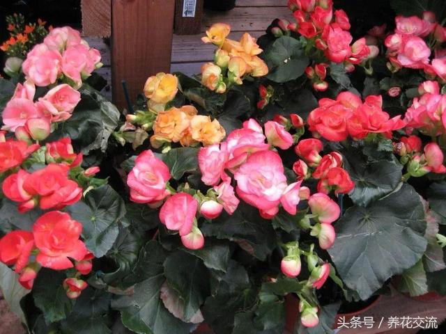 七度银饰的银饰应该怎么保养呢，七度银饰的银饰应该怎么保养呢图片（盆栽的秋海棠养在室内不注意这5个问题）